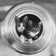 Illustration for article titled Cat-Inspired Computing of the Future